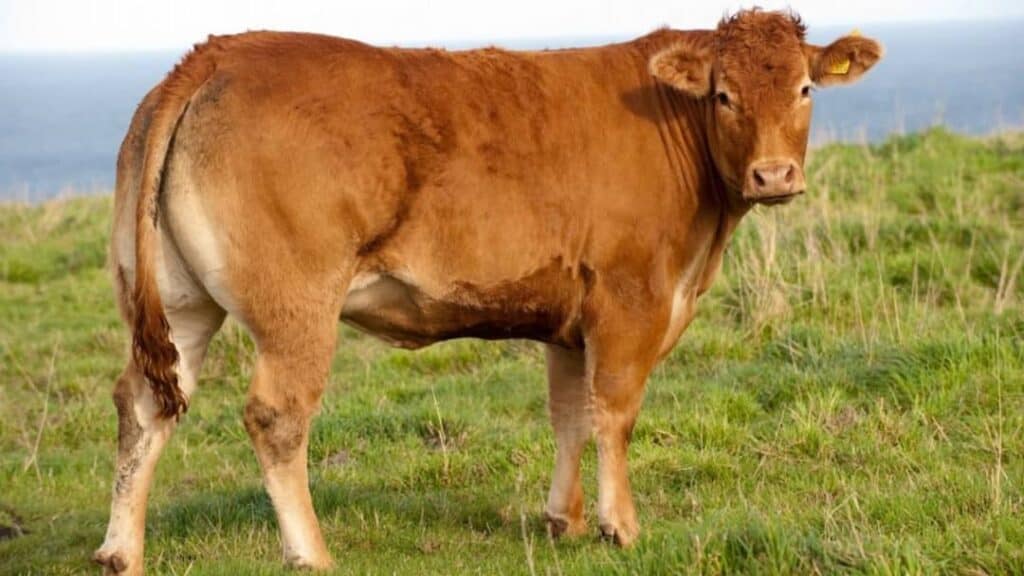 Et Verimi Yüksek Sığır Irkları Nelerdir?