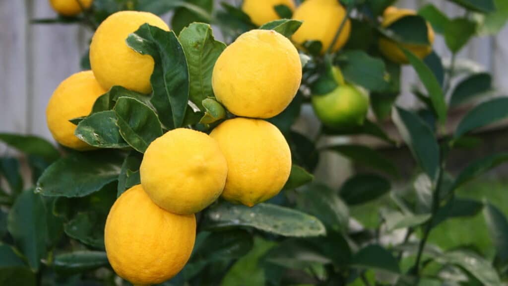 Meyer limonu