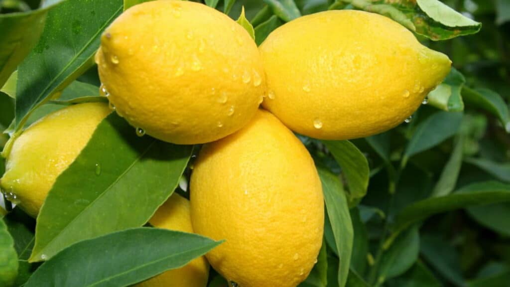 Monachello limonu
