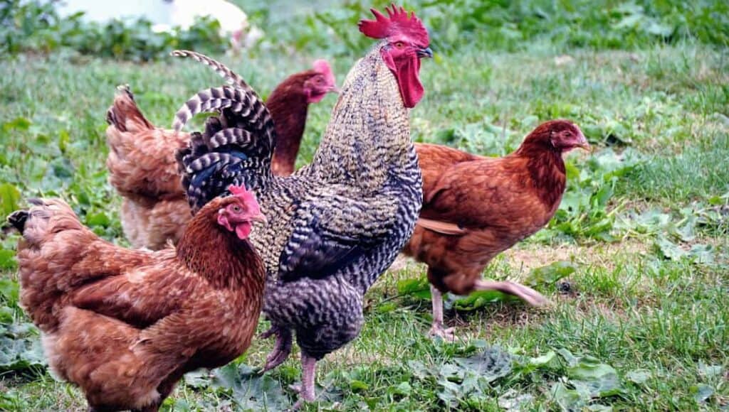 Organik tavuk ve horoz