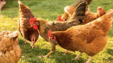 Organik tavuk yetiştiriciliği