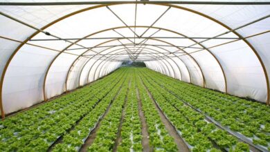 Örtü altı tarım nedir, nasıl yapılır?