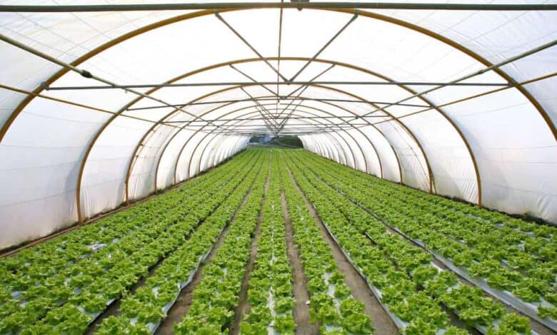 Örtü altı tarım nedir, nasıl yapılır?