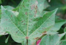 Pamuk hastalık ve zararlıları ile mücadele