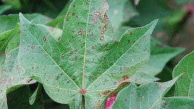 Pamuk hastalık ve zararlıları ile mücadele
