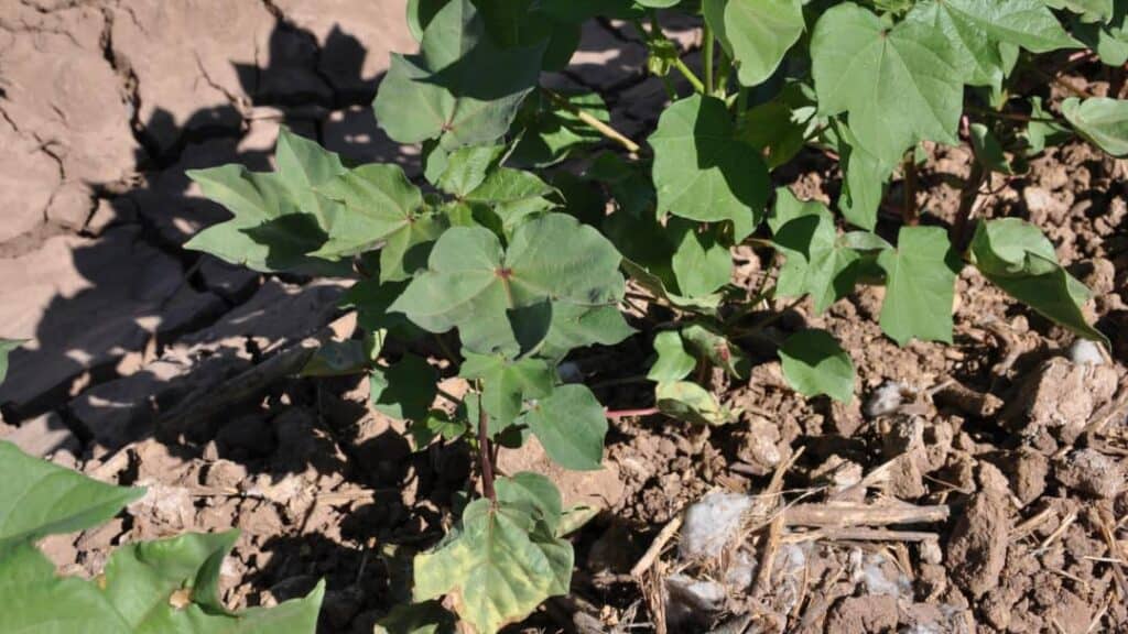 Pamukta Verticillium Solgunluğu