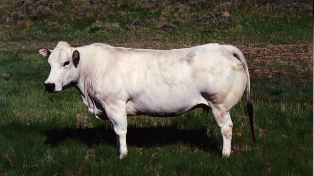 Et Verimi Yüksek Sığır Irkları Nelerdir?