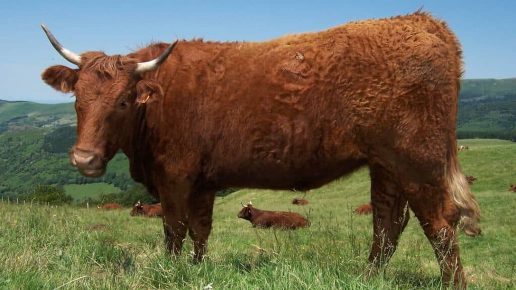Et Verimi Yüksek Sığır Irkları Nelerdir?