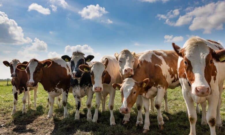 Et verimi yüksek sığır ırkları