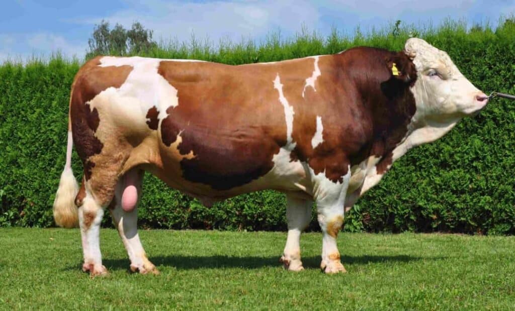 Et Verimi Yüksek Sığır Irkları Nelerdir?