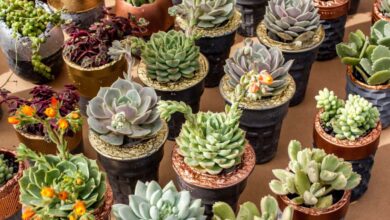 Sukulent evde nasıl yetiştirilir