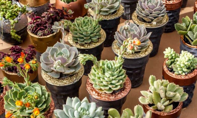 Sukulent evde nasıl yetiştirilir