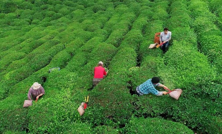 Tarım orman bakanlığı destek ödemeleri