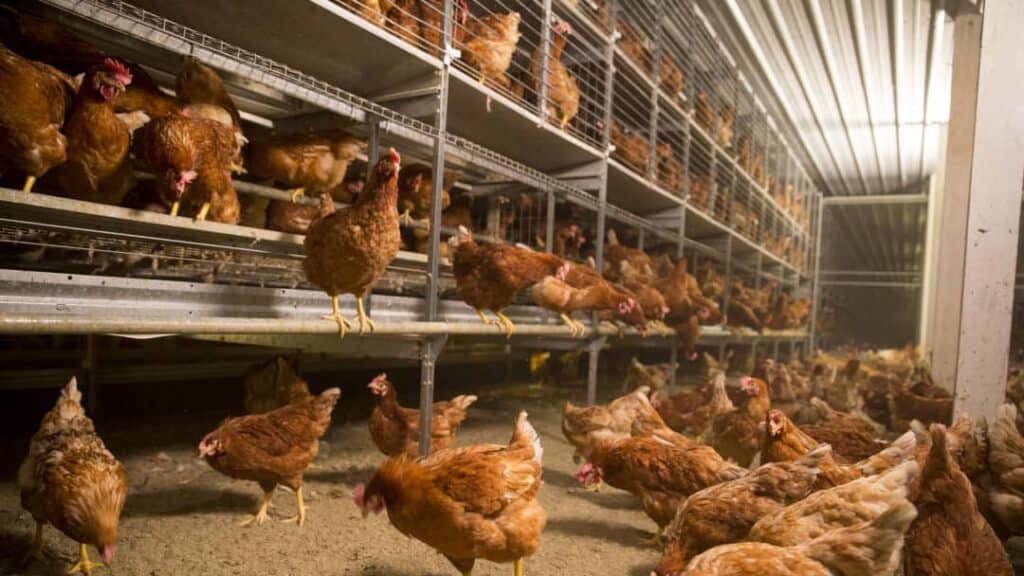 Organik tavukçuluk kazancı