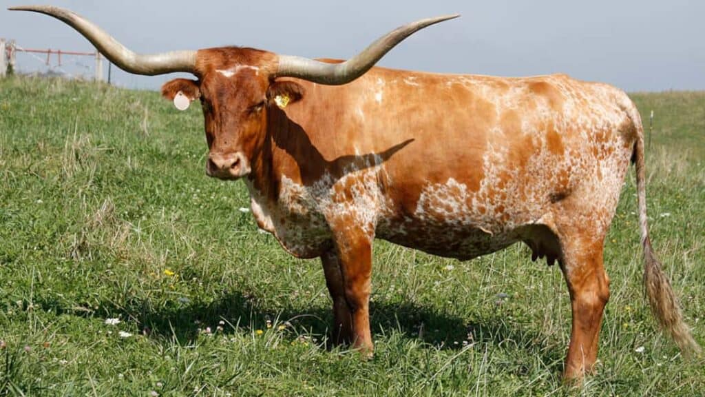 Et Verimi Yüksek Sığır Irkları Nelerdir?