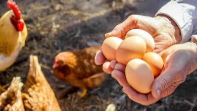 Gezen tavuk yumurtası fiyatları