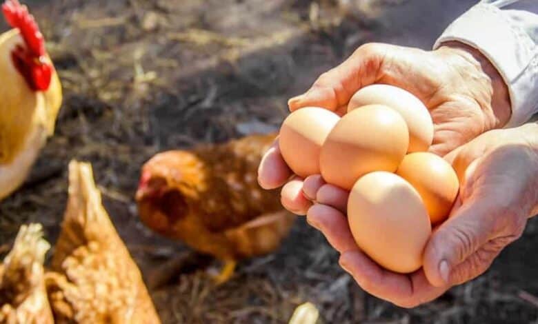 Gezen tavuk yumurtası fiyatları