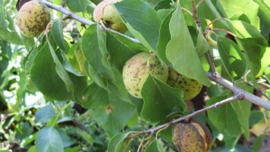 Kayısı hastalıkları ve zararlıları