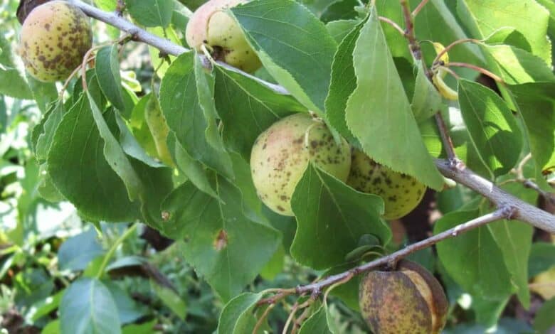 Kayısı hastalıkları ve zararlıları