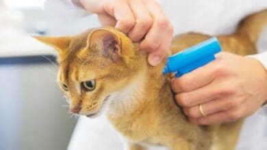 Tarım ve Orman Bakanlığı çip randevusu nasıl alınır