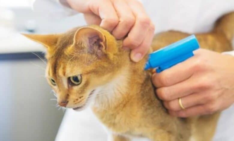 Tarım ve Orman Bakanlığı çip randevusu nasıl alınır