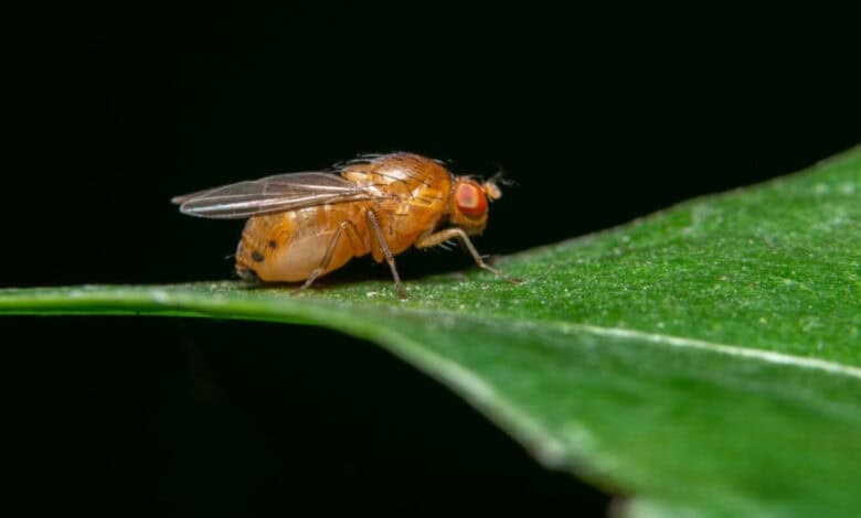 Akdeniz meyve sineği mücadelesi