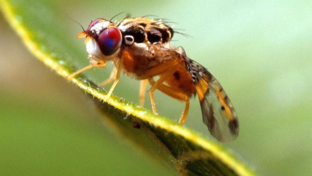 Akdeniz Meyve Sineği mücadelesi