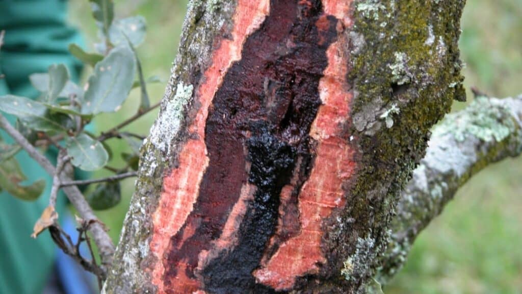 Avokado kök çürüklüğü belirtileri