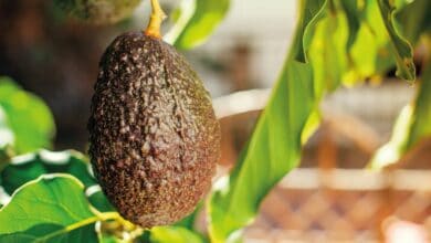 Avokado kök çürüklüğü belirtileri ve mücadele yöntemleri