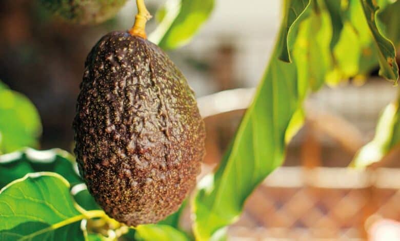 Avokado kök çürüklüğü belirtileri ve mücadele yöntemleri