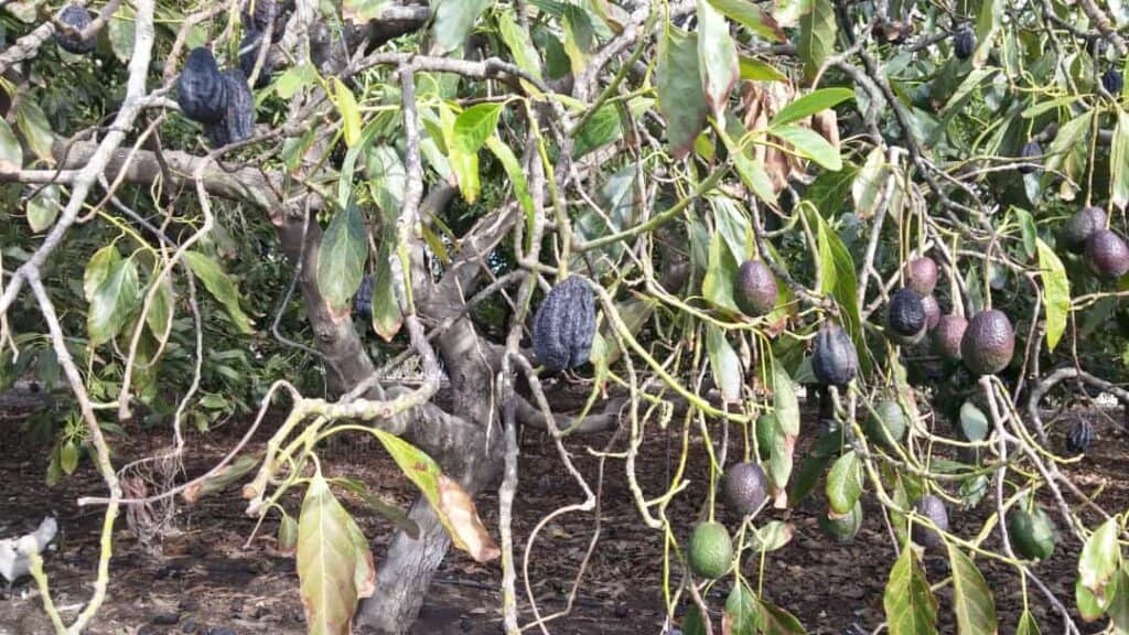 Avokadoda kök çürüklüğü hastalığı