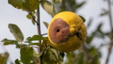 Ayva Monilyası hakkında bilinmesi gerekenler