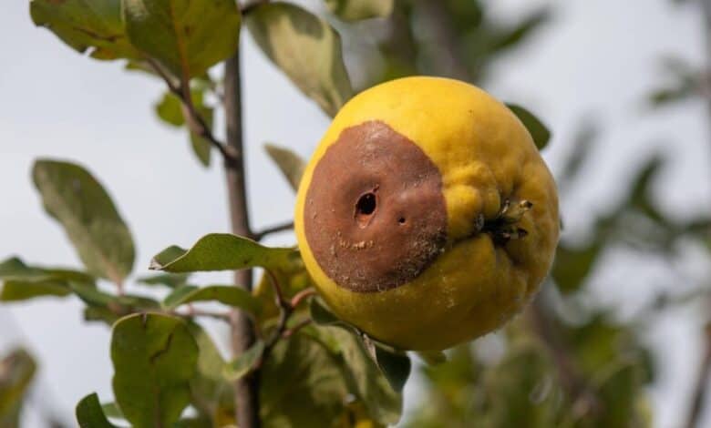 Ayva Monilyası hakkında bilinmesi gerekenler