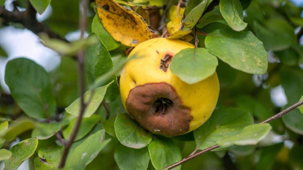 Ayva Monilyası belirtileri