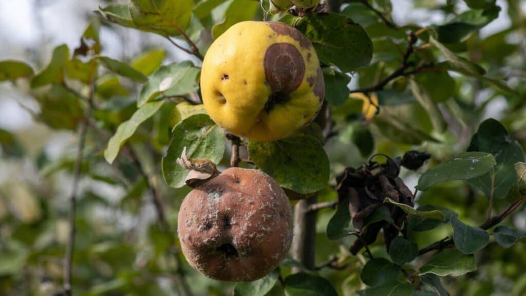 Ayva Monilyası mücadelesi