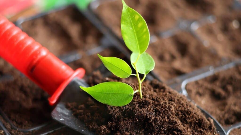 Taban Gübresi Nedir? Ne Zaman Uygulanır?