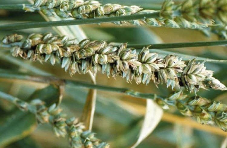 Buğday Sürme Hastalığı