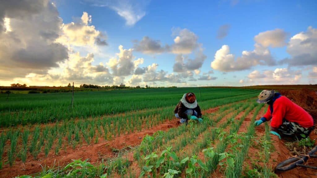 Ekstansif tarım yapan çiftçiler