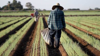 Ekstansif tarım yapan tarım işçileri