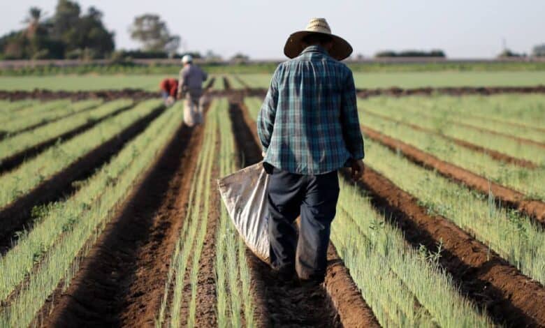 Ekstansif tarım yapan tarım işçileri