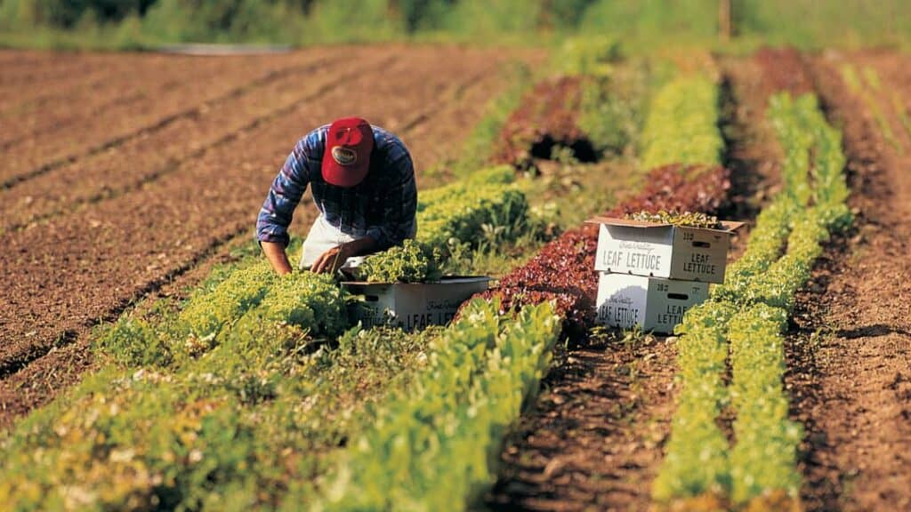 Ekstansif tarım özellikleri