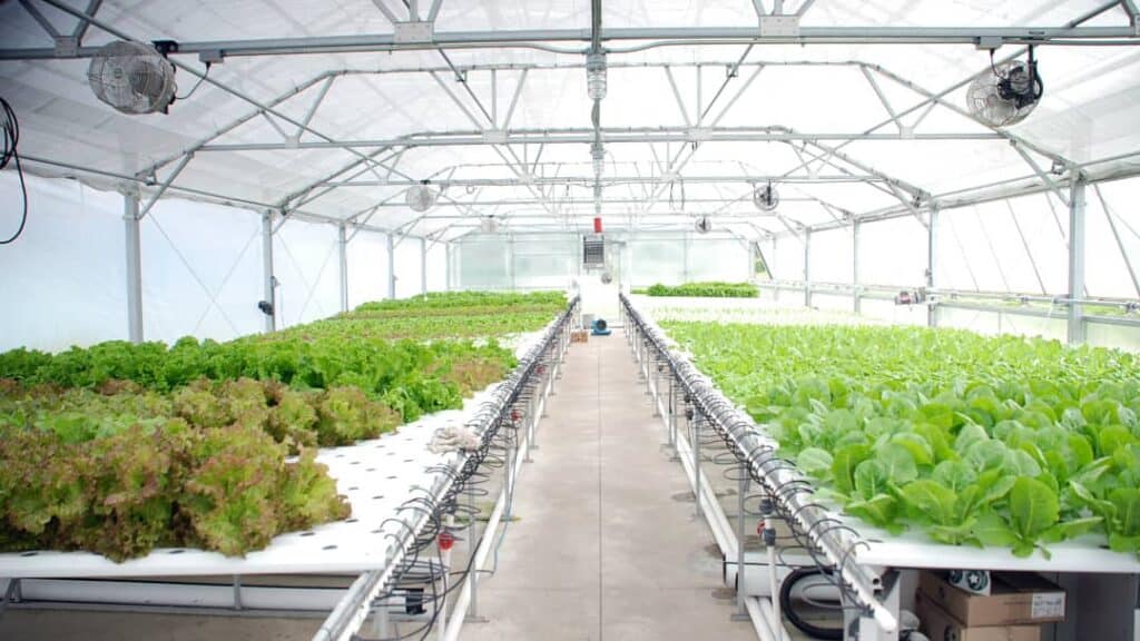 Hidroponik Tarım Nedir ve Nasıl Uygulanır?