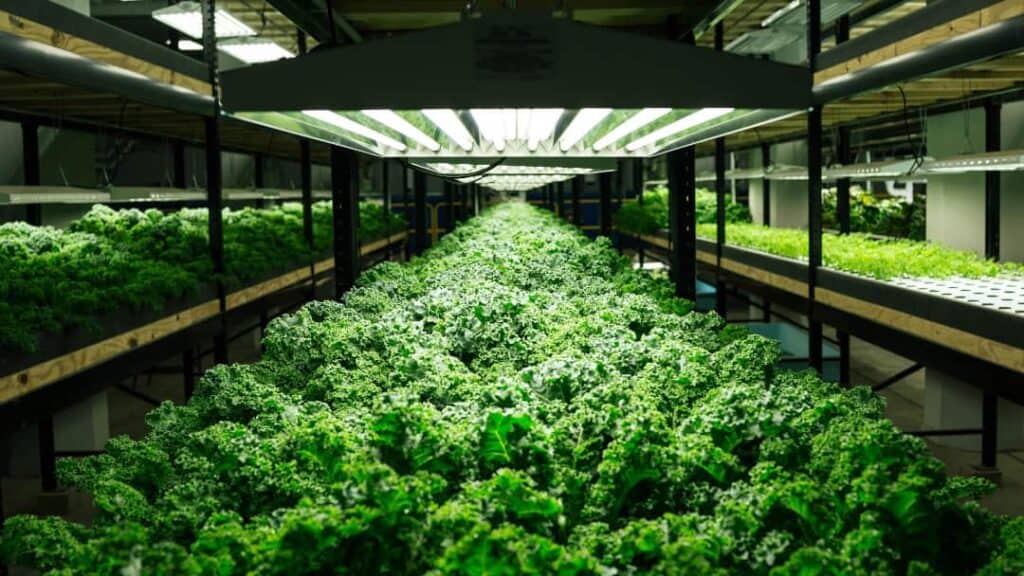 Hidroponik Tarım Nedir ve Nasıl Uygulanır?