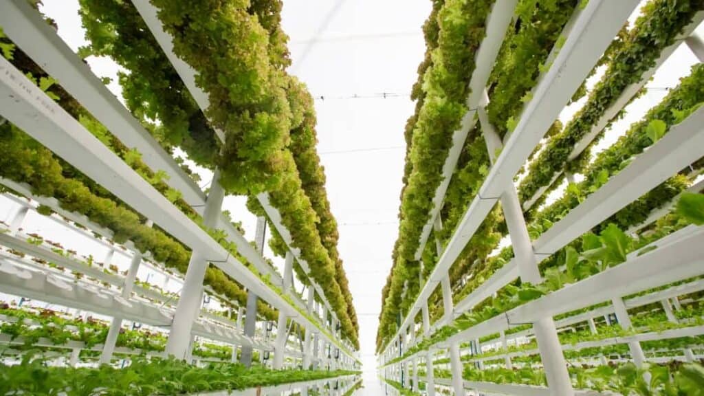 Hidroponik tarım serası