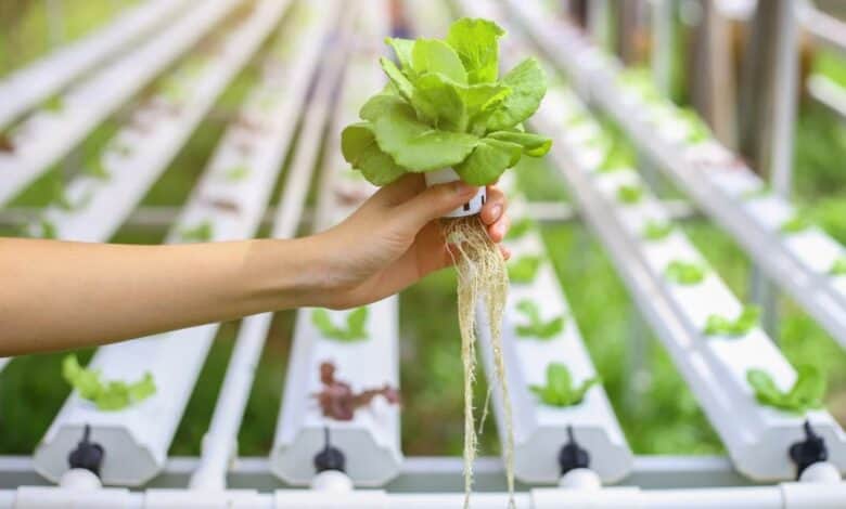 Hidroponik sistem nedir, nasıl yapılır