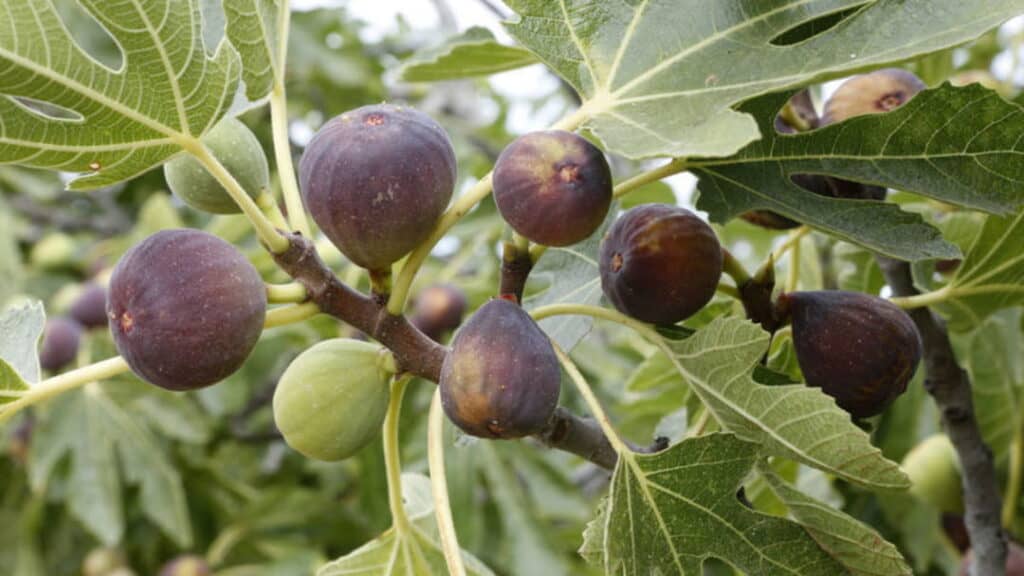 Sekonder konukçu incir