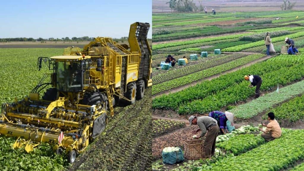 İntansif Tarım Nedir, Yoğun Tarım Nasıl Yapılır?