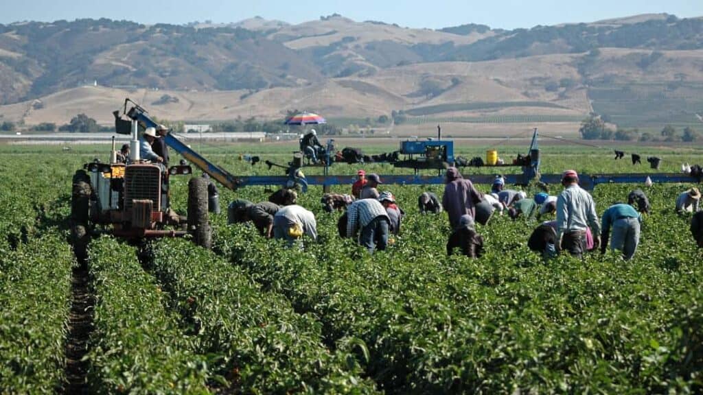 İntansif Tarım Nedir, Yoğun Tarım Nasıl Yapılır?