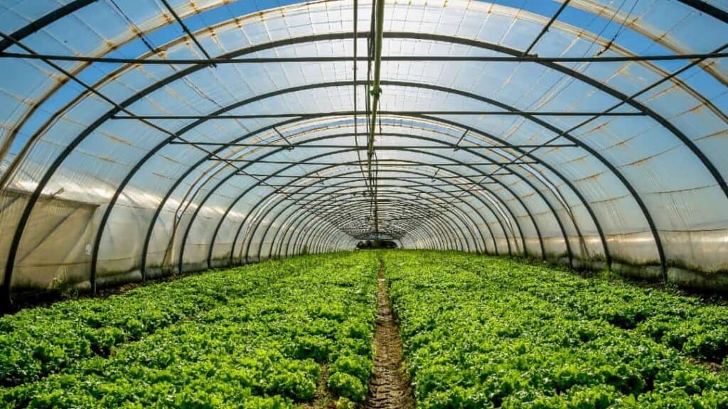 Jeotermal enerji ile beslenen bir sera