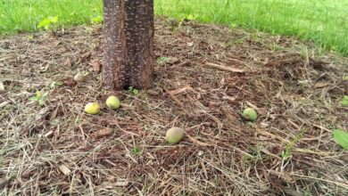 Meyveler neden dökülür